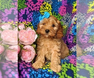 Cavachon-Poodle (Toy) Mix Puppy for sale in AIRVILLE, PA, USA