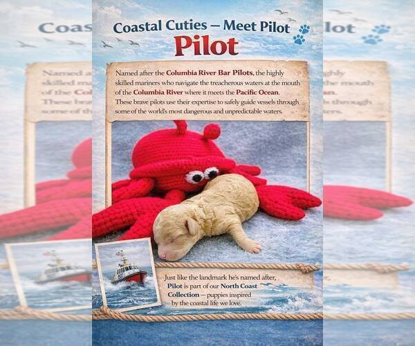 Medium Photo #6 Goldendoodle mix (+ Poodle Miniature) Puppy For Sale in ASTORIA, OR, USA