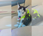 Small Photo #3 Siberian Husky Puppy For Sale in SANDSTON, VA, USA