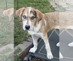 Siberian Husky-Unknown Mix Dogs for adoption in Fenton, MO, USA