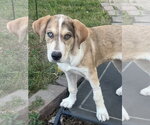 Small Siberian Husky Mix