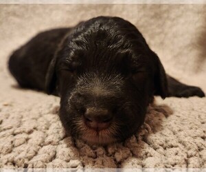 Aussiedoodle Puppy for sale in COLUMBIA, TN, USA