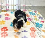Sam - Male Yorkshire Terrier Puppy for Sale - Photo #10