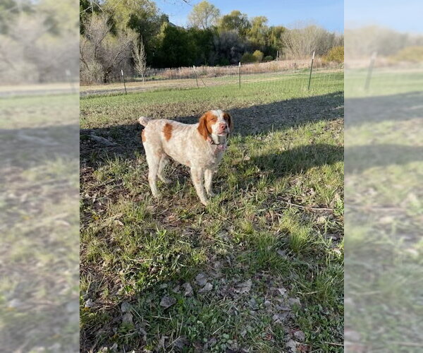Medium Photo #3 Brittany Puppy For Sale in Curwensville, PA, USA