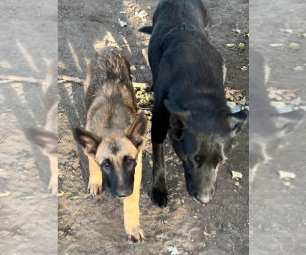 Medium Photo #4 German Shepherd Dog-Malinois Mix Puppy For Sale in HERMISTON, OR, USA