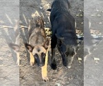Small Photo #4 German Shepherd Dog-Malinois Mix Puppy For Sale in HERMISTON, OR, USA