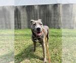 Small American Pit Bull Terrier Mix