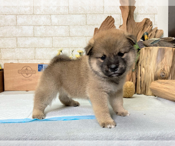 Medium Photo #1 Shiba Inu Puppy For Sale in EMPIRE STATE, NY, USA