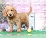 Small #2 Goldendoodle