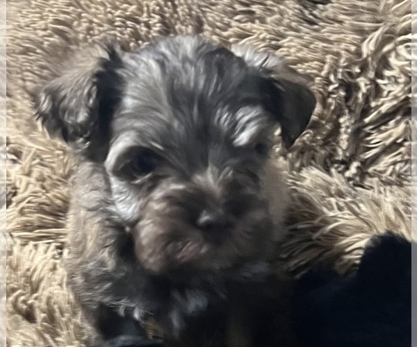 Medium Photo #10 Schnauzer (Miniature) Puppy For Sale in WALNUT COVE, NC, USA