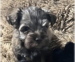Small #9 Schnauzer (Miniature)