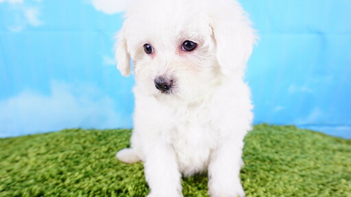 Medium Photo #1 Maltipoo Puppy For Sale in LA MIRADA, CA, USA