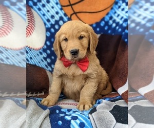 Golden Retriever Puppy for sale in OXFORD, PA, USA