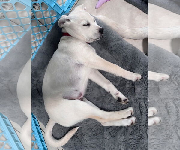 Medium Photo #5 Anatolian Pyrenees Puppy For Sale in Royal Palm Beach, FL, USA