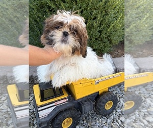 Shih Tzu Puppy for sale in MIDDLEBURY, IN, USA