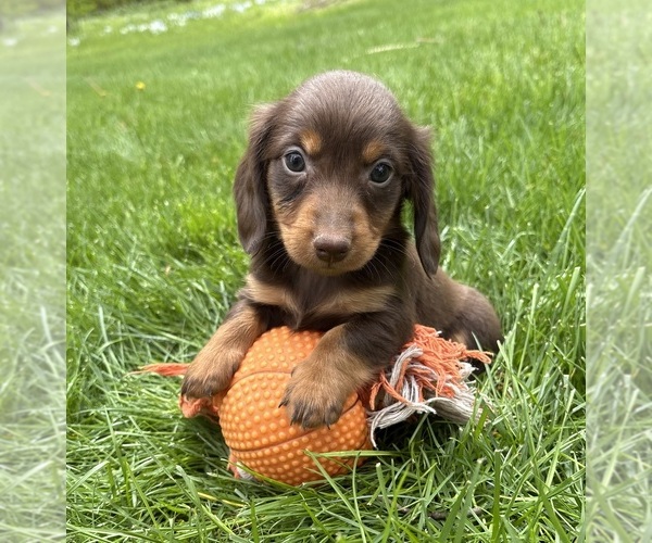 Medium Photo #2 Dachshund Puppy For Sale in MIDDLEBURY, IN, USA
