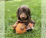 Small #1 Dachshund