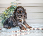 Small Photo #10 Cocker Spaniel Puppy For Sale in SEAMAN, OH, USA