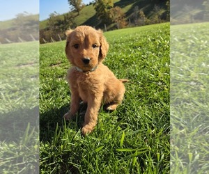 Goldendoodle Puppy for sale in WILLIAMSTOWN, KY, USA