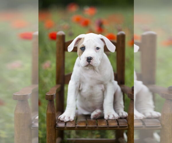 Medium Photo #2 Mutt Puppy For Sale in Garner, NC, USA