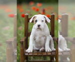 Small #1 Mutt