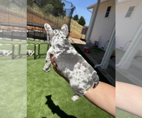 Medium Photo #7 French Bulldog Puppy For Sale in PLEASANTON, CA, USA