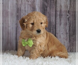 Goldendoodle (Miniature) Puppy for sale in FREDERICKSBG, OH, USA
