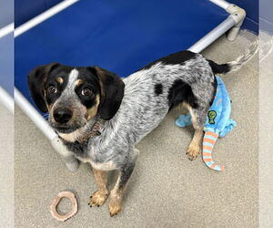 Mutt Dogs for adoption in Sterling, MA, USA