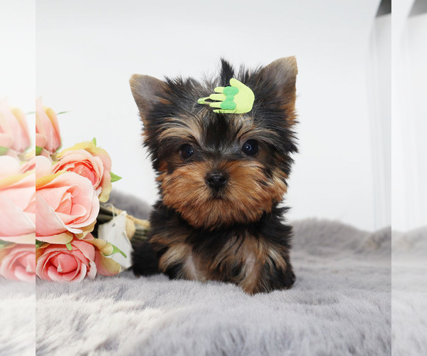 Medium Photo #3 Yorkshire Terrier Puppy For Sale in LOS ANGELES, CA, USA