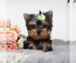 Small #2 Yorkshire Terrier