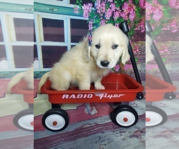 Medium Photo #4 Golden Retriever Puppy For Sale in ELKHART, IN, USA