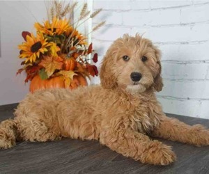 Goldendoodle (Miniature) Puppy for sale in RED LION, PA, USA