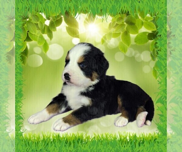 Medium Photo #7 Bernese Mountain Dog Puppy For Sale in PEYTON, CO, USA