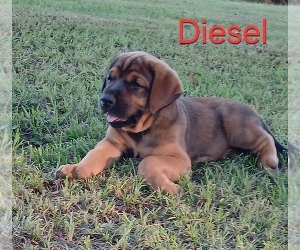Medium Photo #16 Mastiff Puppy For Sale in BRANTLEY, AL, USA