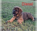 Small Photo #16 Mastiff Puppy For Sale in BRANTLEY, AL, USA