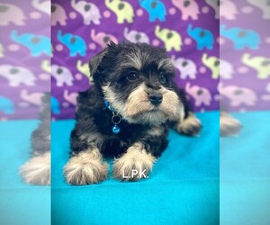 Schnauzer (Miniature) Puppy for sale in WINNSBORO, LA, USA
