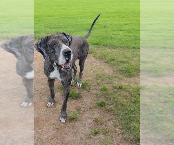 Medium Photo #1 Great Dane Puppy For Sale in DENHAM SPRINGS, LA, USA