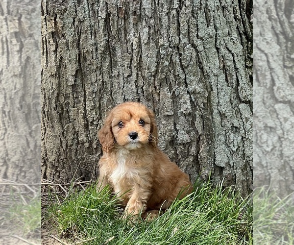 Medium Photo #2 Cavapoo (Miniature) Puppy For Sale in DUNDEE, OH, USA