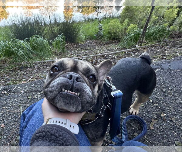 Medium Photo #2 French Bulldog Puppy For Sale in Davis, CA, USA