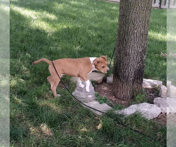 Medium Photo #1 Redbone Coonhound-Unknown Mix Puppy For Sale in Harrison, AR, USA