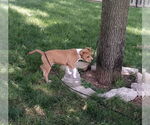 Small Redbone Coonhound Mix