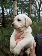 Labrador Retriever Puppy for sale in PALMERTON, PA, USA
