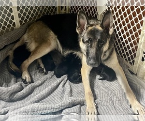 Mother of the German Shepherd Dog puppies born on 11/09/2023