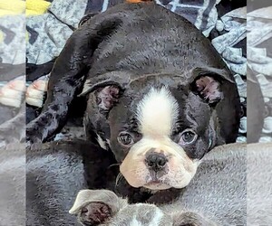 Boston Terrier Puppy for sale in FLINT, MI, USA