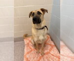 Small Anatolian Shepherd Mix