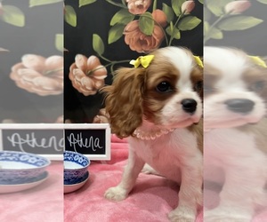 Cavalier King Charles Spaniel Puppy for sale in ABILENE, TX, USA