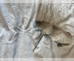Small Photo #26 Goldendoodle Puppy For Sale in LASCASSAS, TN, USA