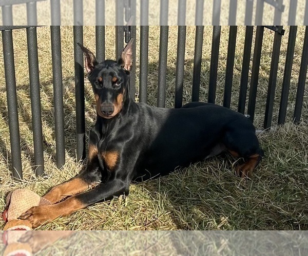 Medium Photo #31 Doberman Pinscher Puppy For Sale in WARSAW, IN, USA