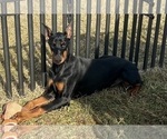 Small #1 Doberman Pinscher