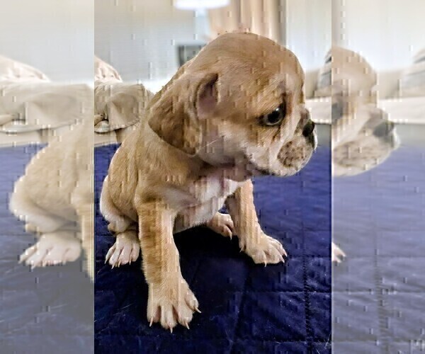 Medium Photo #4 French Bulldog Puppy For Sale in CHINO HILLS, CA, USA